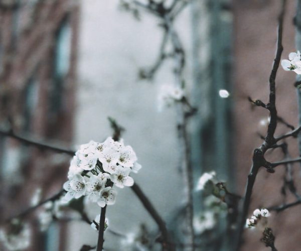 attorney-theme-news-3